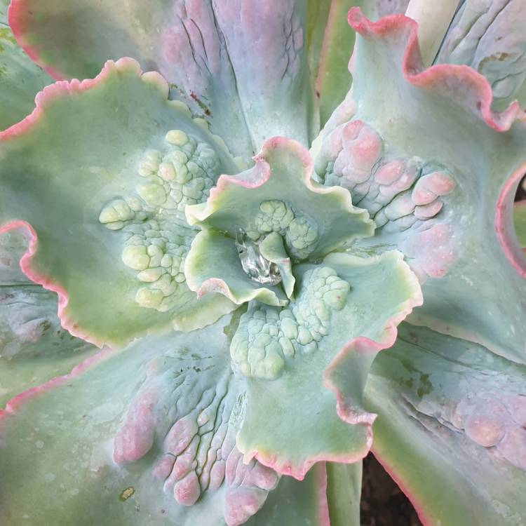 plant image 1278351 plant image 1278351