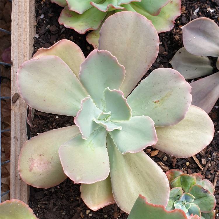 plant image 1278352