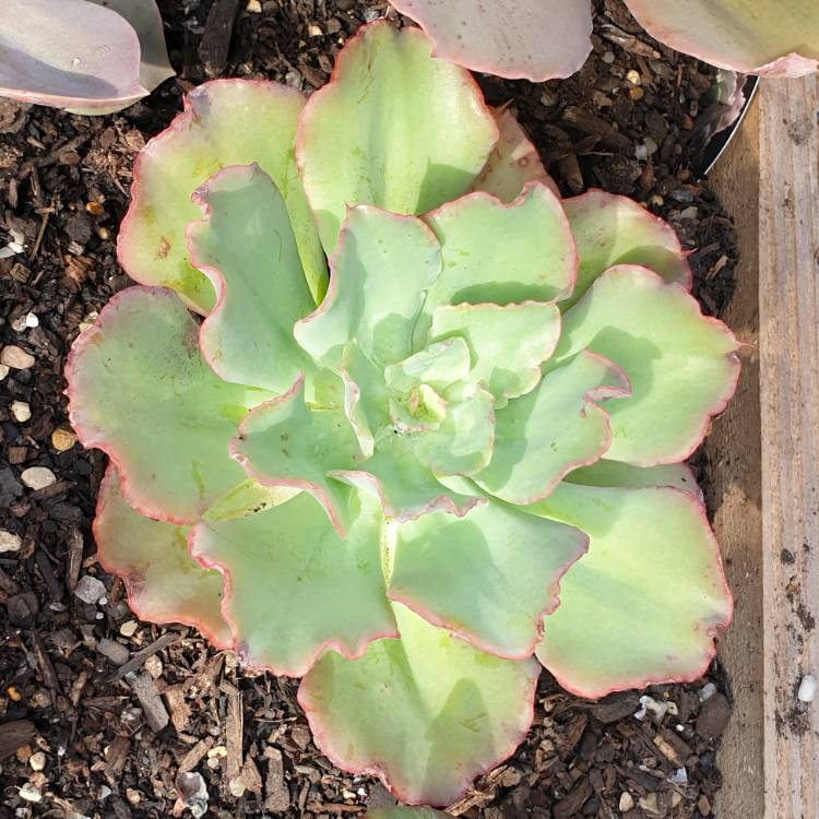 plant image 1278353 plant image 1278353