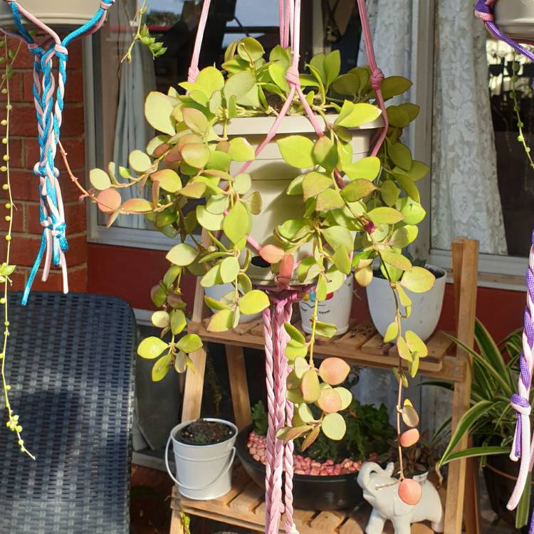 plant image 1278392