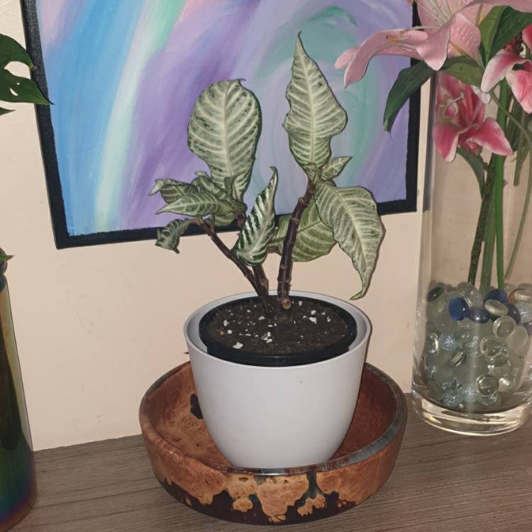 Plant image Aphelandra Squarrosa