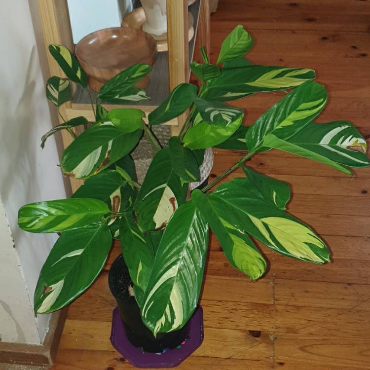 Plant image Ctenanthe lubbersiana 'Brazilian Snow'