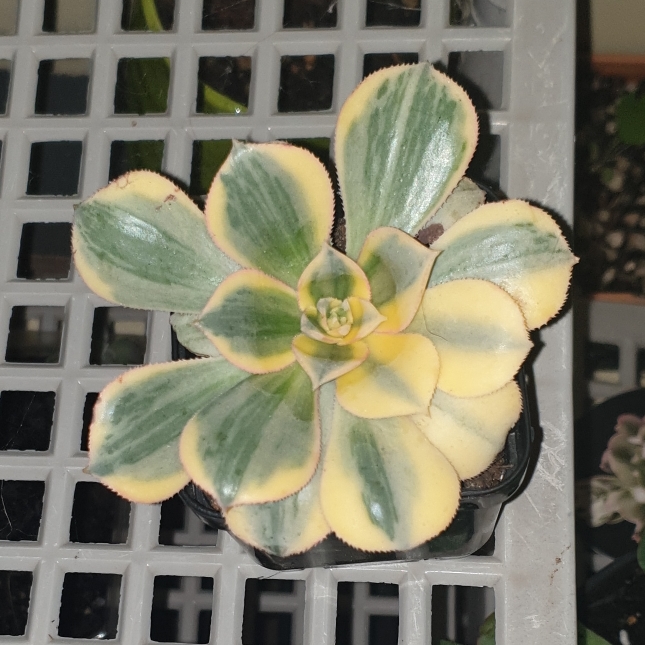 Plant image Aeonium Suncup