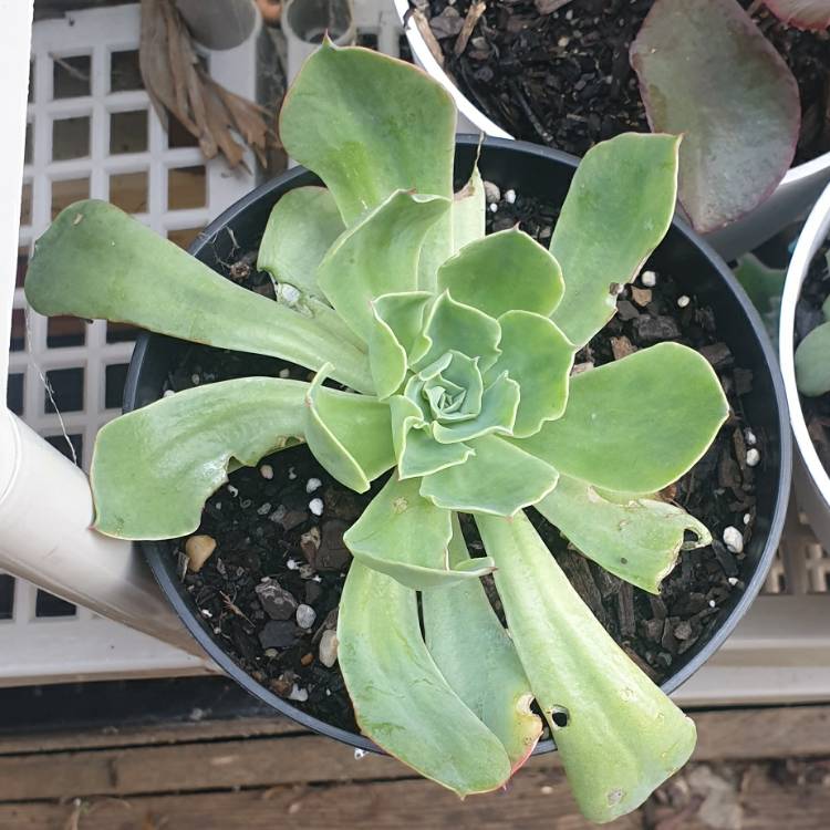 Plant image Echeveria Rainbow