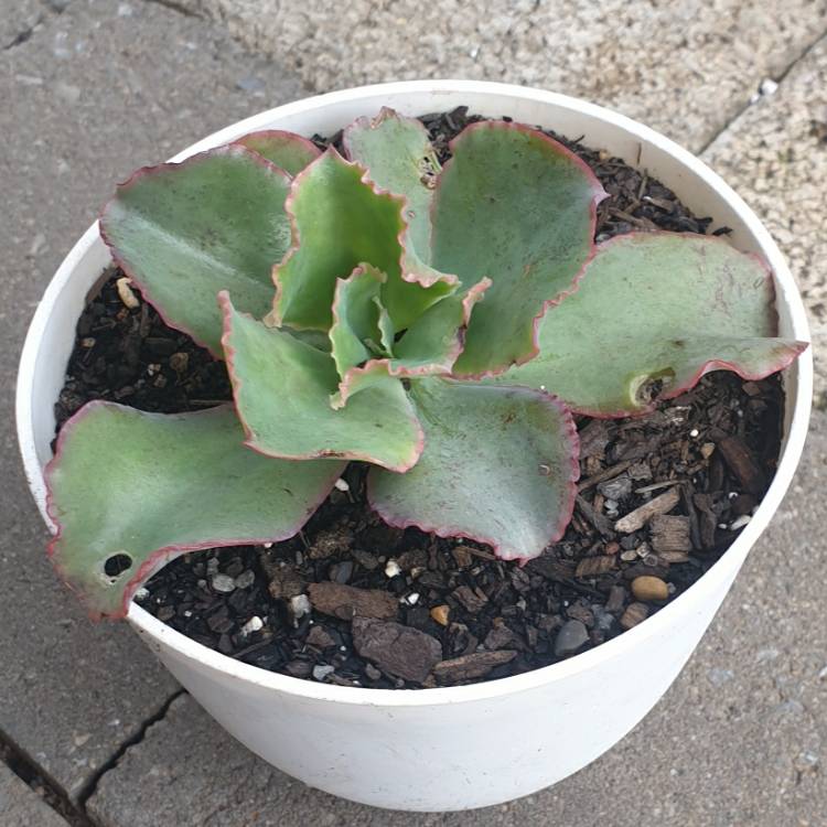 Plant image Echeveria Dick's Pink