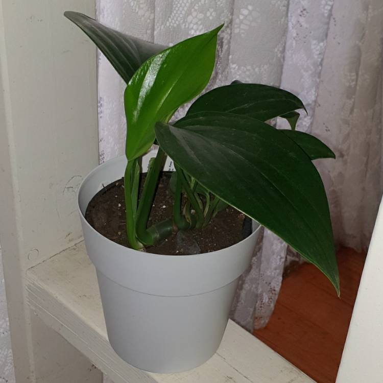 Plant image Rhaphidophora decursiva