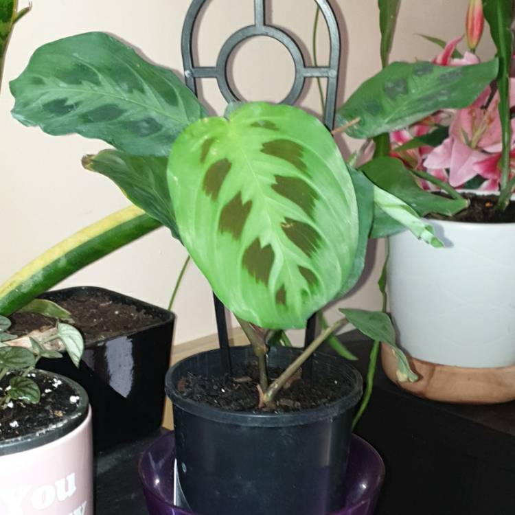 Plant image Maranta Leuconeura 'Kim'