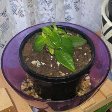 Suzi's garden
