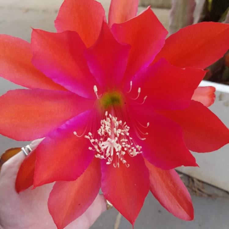 plant image 638050