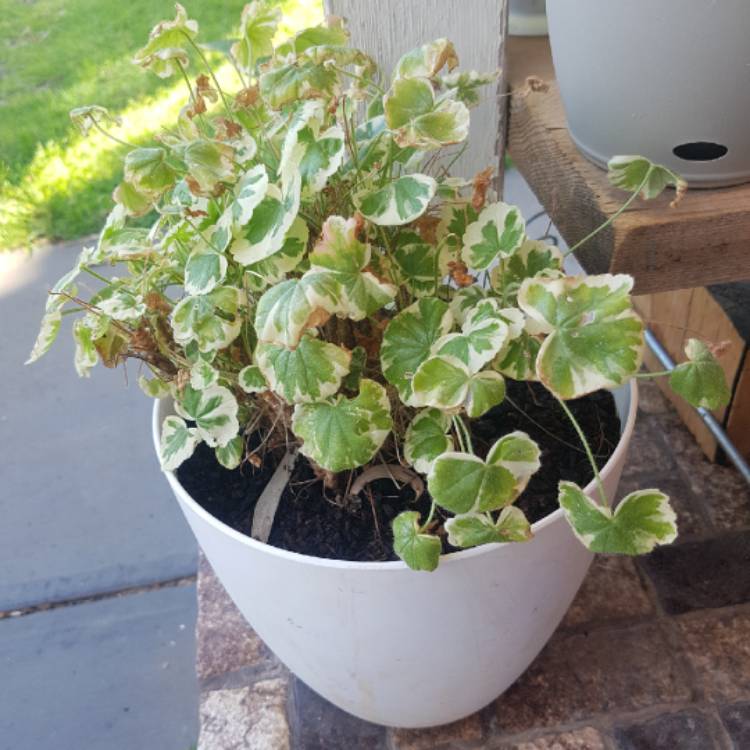 Plant image Pelargonium 'Madame Salleron'