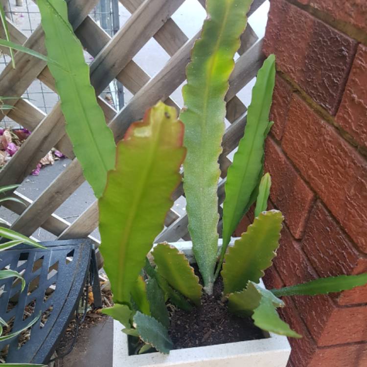 plant image 638450