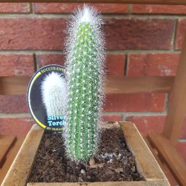 Cleistocactus strausii