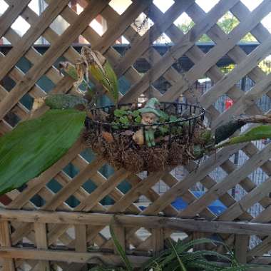 Stanhopea