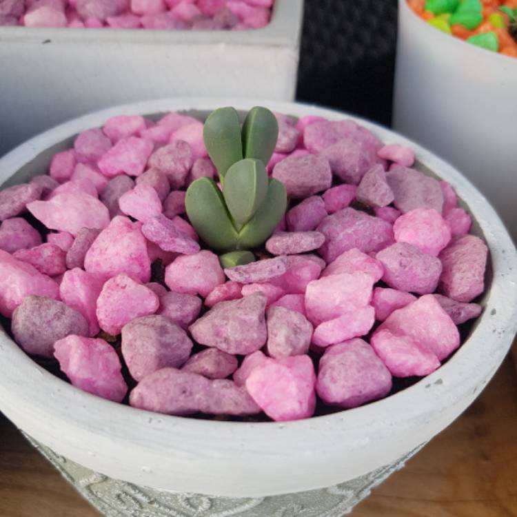 plant image 638628