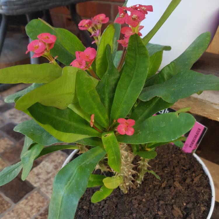 plant image 664601