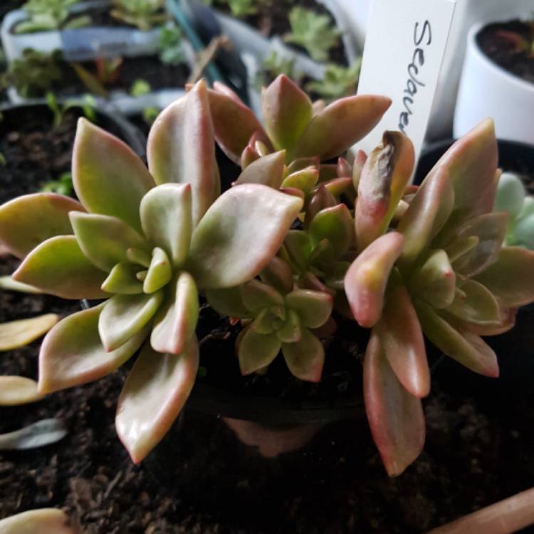 plant image 706734