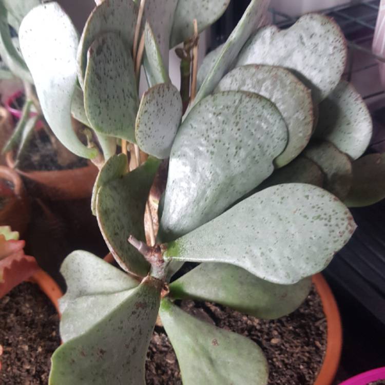 plant image 802566