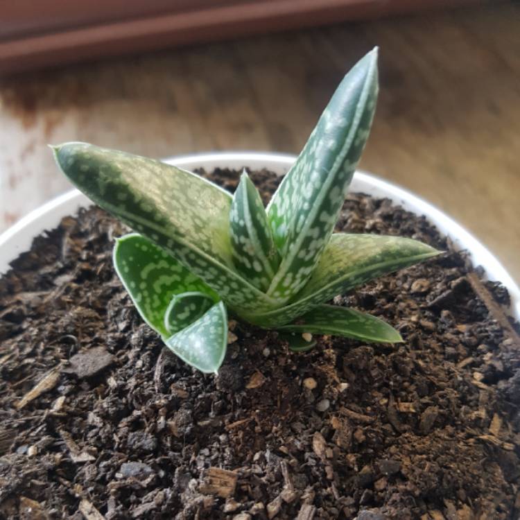 Plant image x Gasteraloe