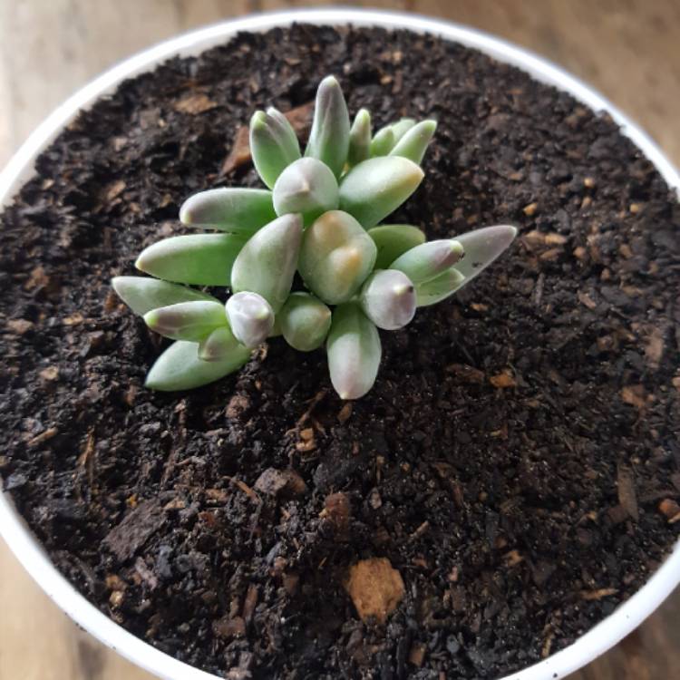 plant image 808697