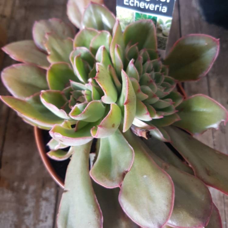 plant image 830025