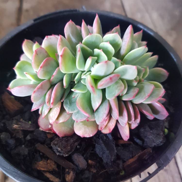 plant image 830031
