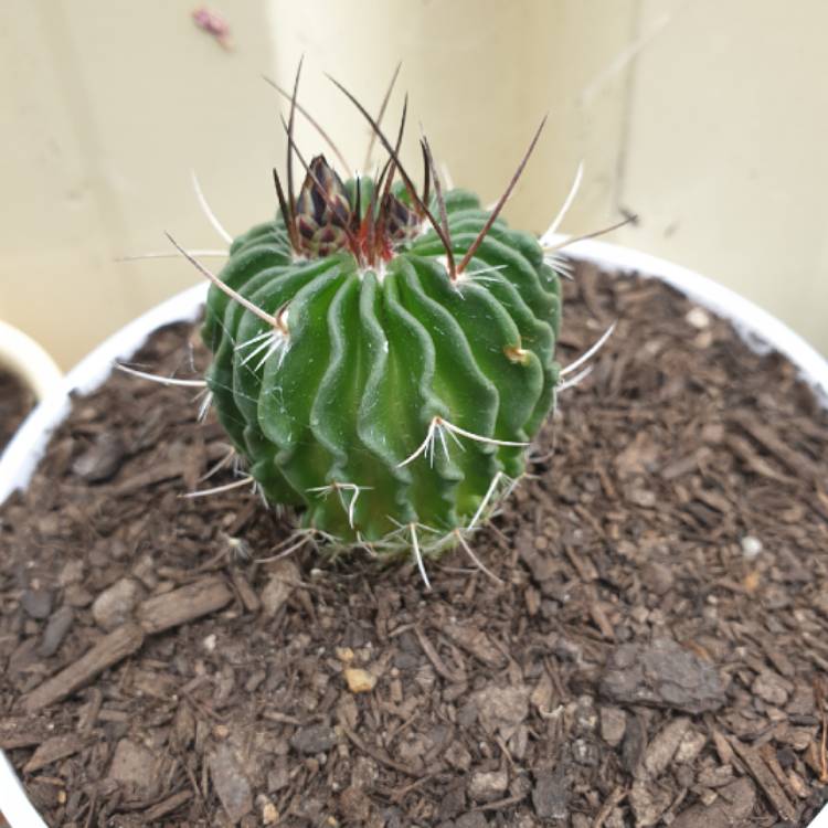 plant image 864754 plant image 864754