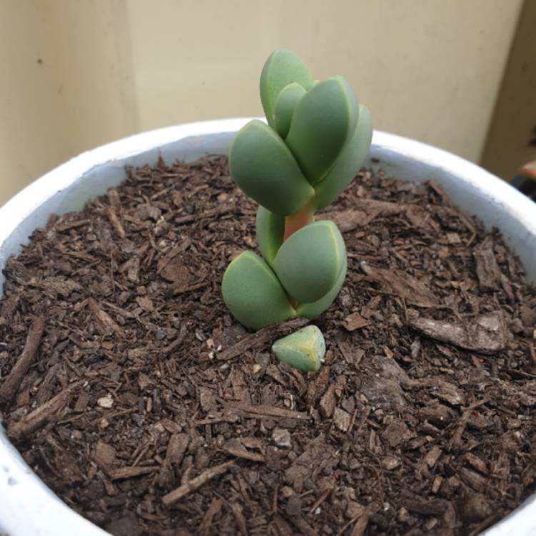 Plant image Corpuscularia taylorii