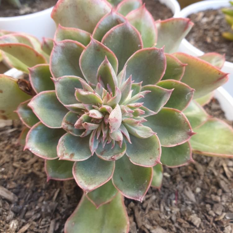 Plant image Echeveria Painted Frills