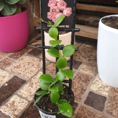 Hoya heuschkeliana
