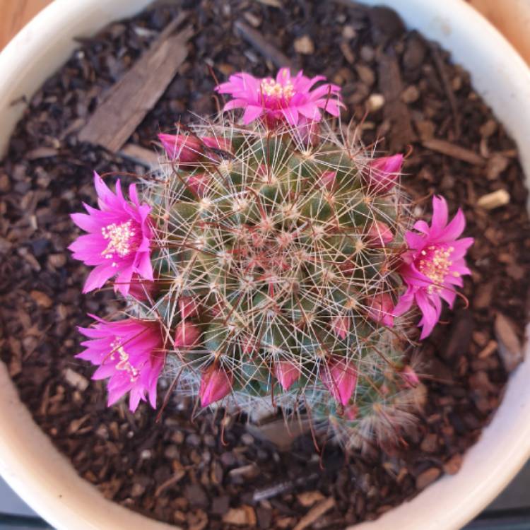 plant image 883259 plant image 883259