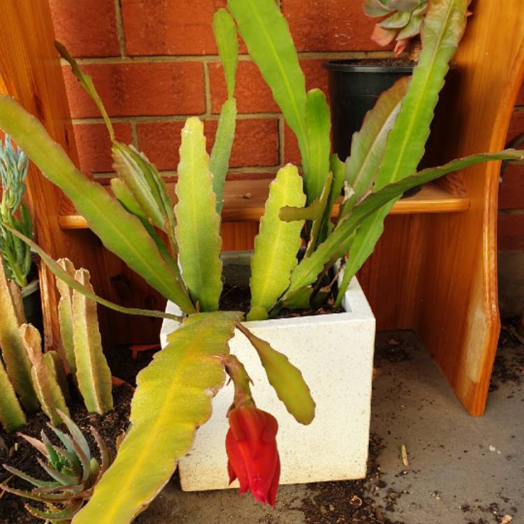plant image 886173
