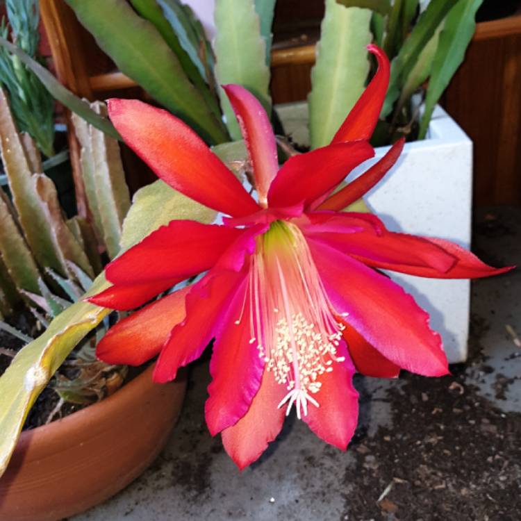 plant image 887109