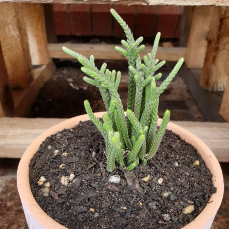 Plant image Crassula muscosa var. variegata