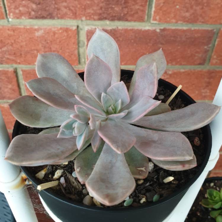 plant image 897928