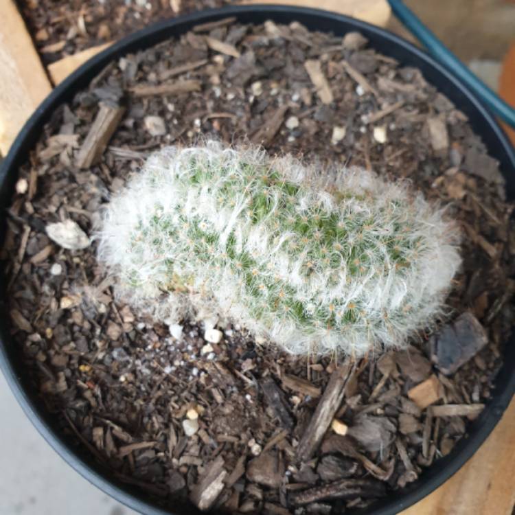 plant image 897941 plant image 897941