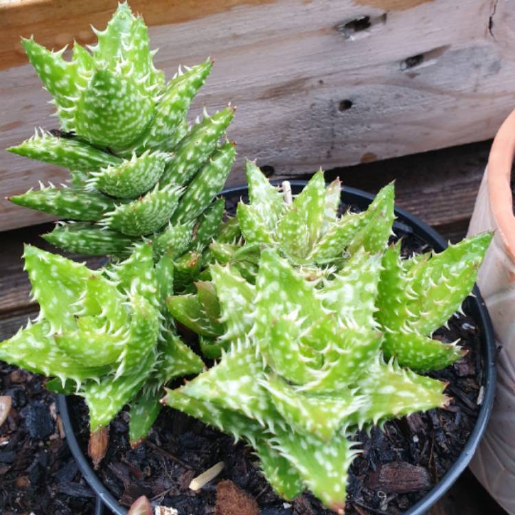Plant image Aloe 'Juvenna'