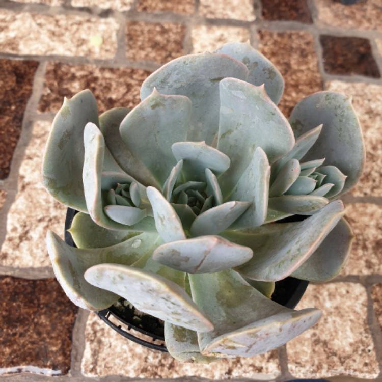Plant image Echeveria Runyonii