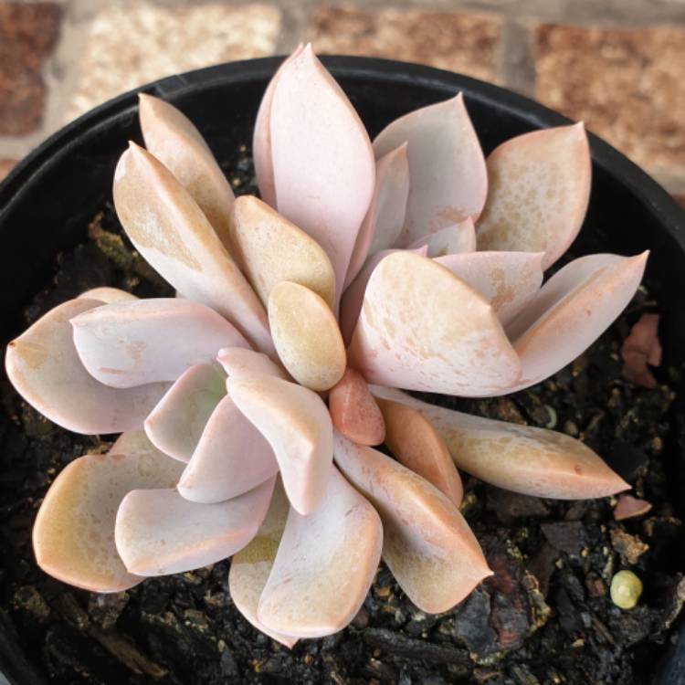 plant image 904017