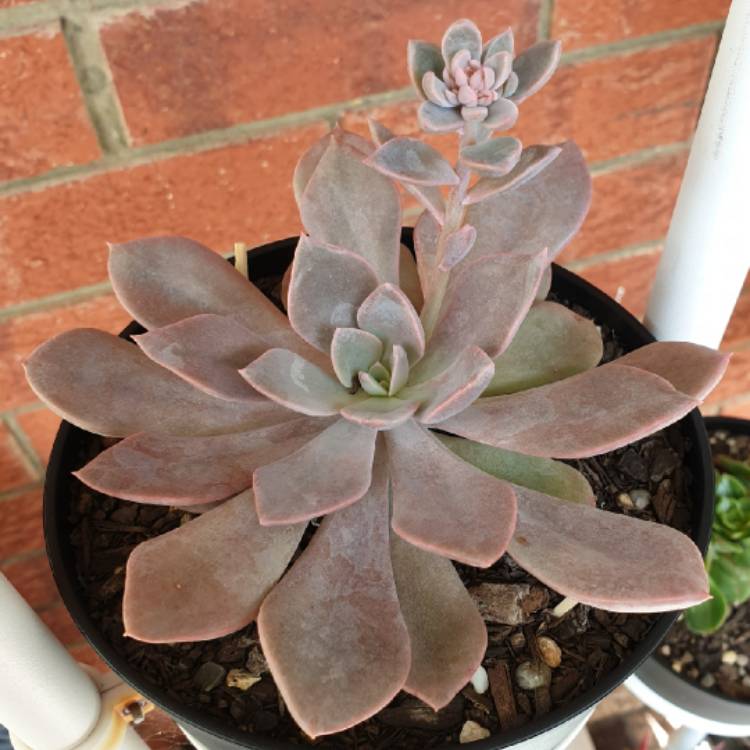 plant image 906908