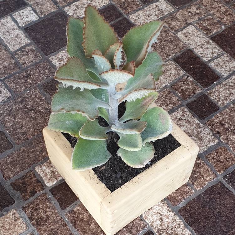 Plant image Kalanchoe Beharensis Fang
