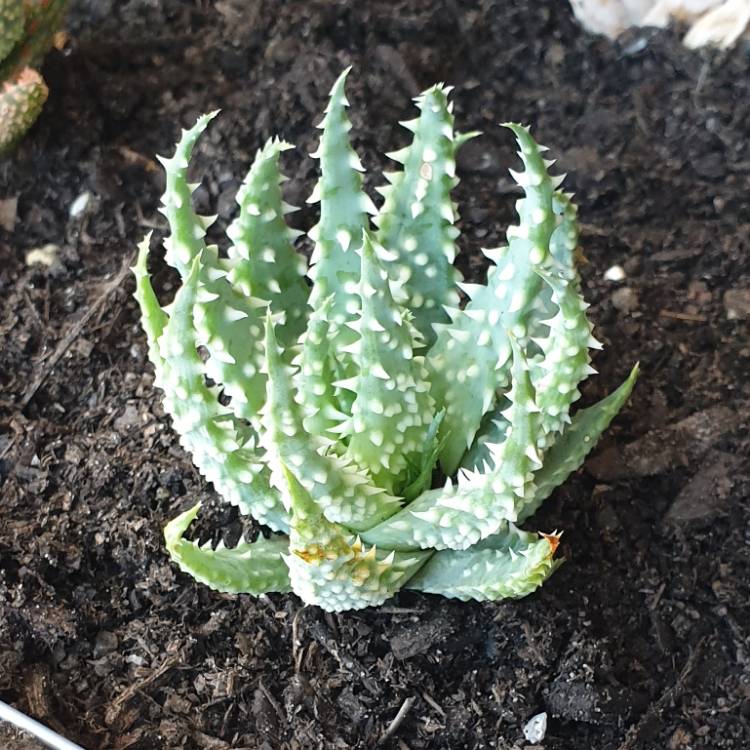 Plant image Aloe humilis x pratensis