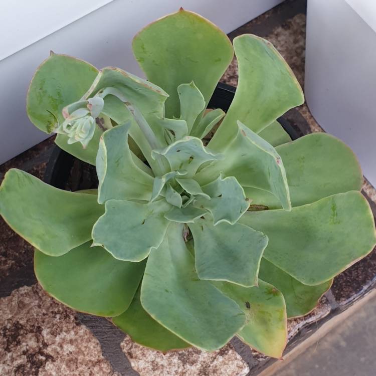Plant image Echeveria Powder Blue