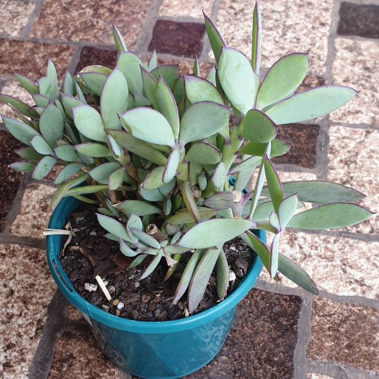 Plant image Senecio crassissimus