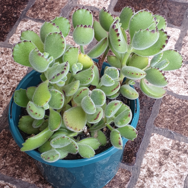 Plant image Cotyledon tomentosa