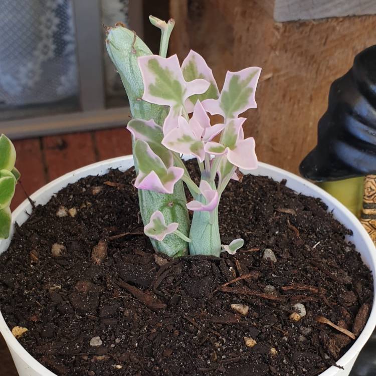 Plant image Senecio articulatus