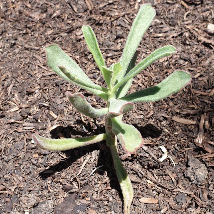 plant image 919353