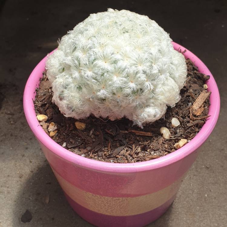Plant image Mammillaria plumosa