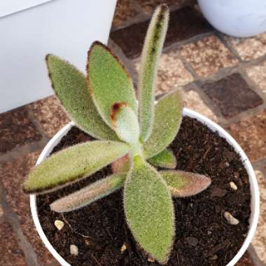 Kalanchoe tomentosa