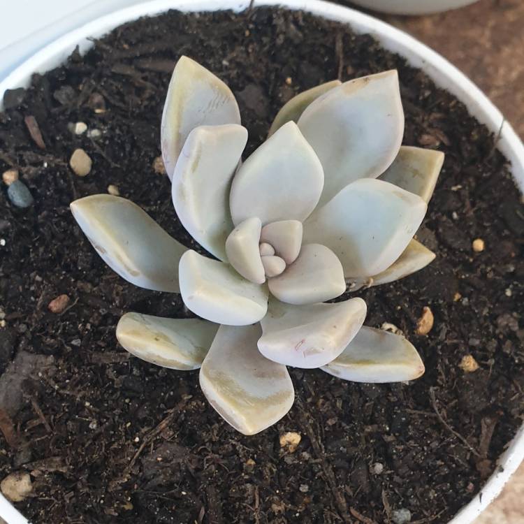 Plant image Graptopetalum Tricolour