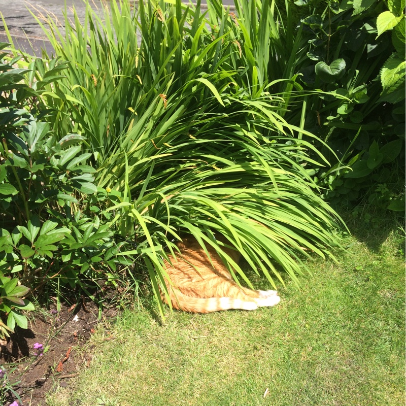 Susan's garden